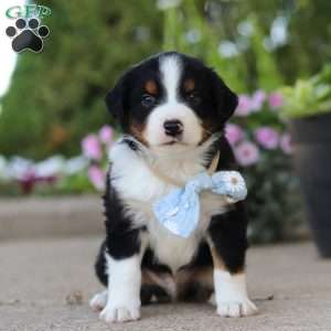 Frankie, Miniature Australian Shepherd Puppy